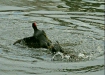 Moorhen