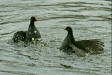 Moorhen