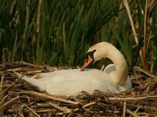 Mute Swan <i>Cygnus olor</i>