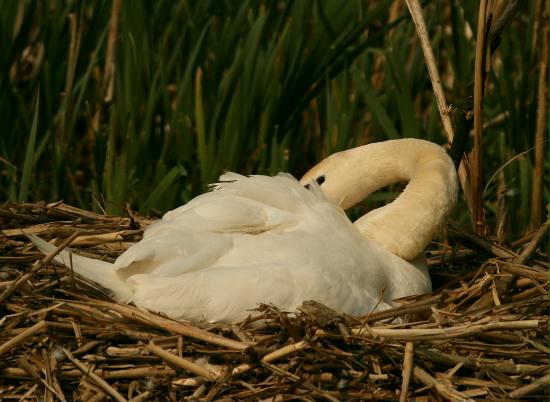 Mute Swan <i>Cygnus olor</i>