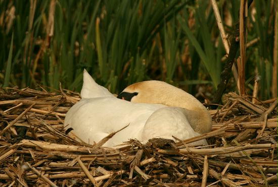 Mute Swan <i>Cygnus olor</i>