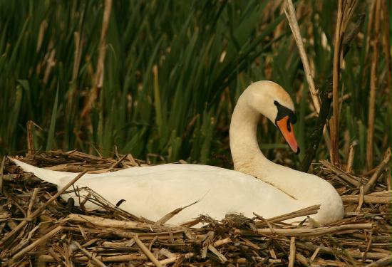 Mute Swan <i>Cygnus olor</i>