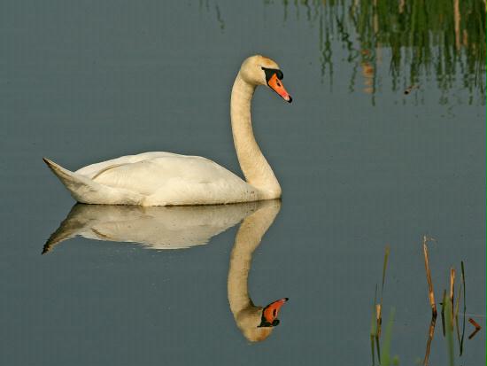 Mute Swan <i>Cygnus olor</i>