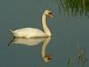 Mute Swan <i>Cygnus olor</i>