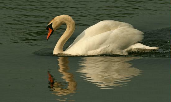 Mute Swan <i>Cygnus olor</i>
