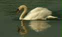 Mute Swan <i>Cygnus olor</i>