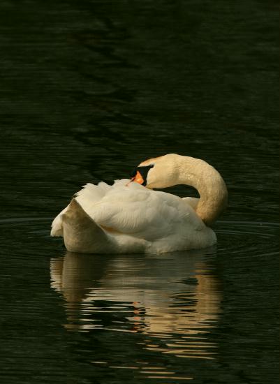 Mute Swan <i>Cygnus olor</i>