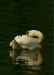 Mute Swan <i>Cygnus olor</i>