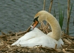 Mute Swan <i>Cygnus olor</i>