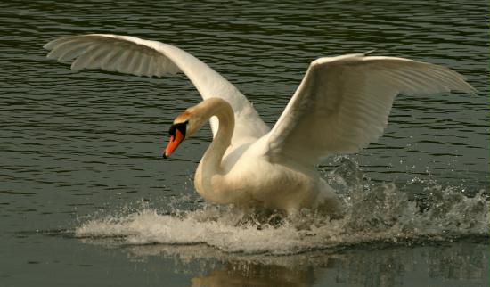 Mute Swan <i>Cygnus olor</i>
