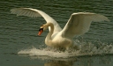 Mute Swan <i>Cygnus olor</i>