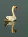Mute Swan <i>Cygnus olor</i>