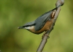 Nuthatch <i>Sitta europaea</i>