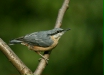 Nuthatch <i>Sitta europaea</i>