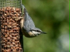 Nuthatch <i>Sitta europaea</i>