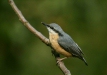 Nuthatch <i>Sitta europaea</i>