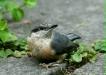 Nuthatch <i>Sitta europaea</i>