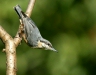 Nuthatch <i>Sitta europaea</i>