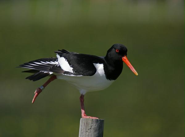 Oystercatcher <i>Haematopus ostralegus</i>