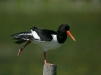 Oystercatcher