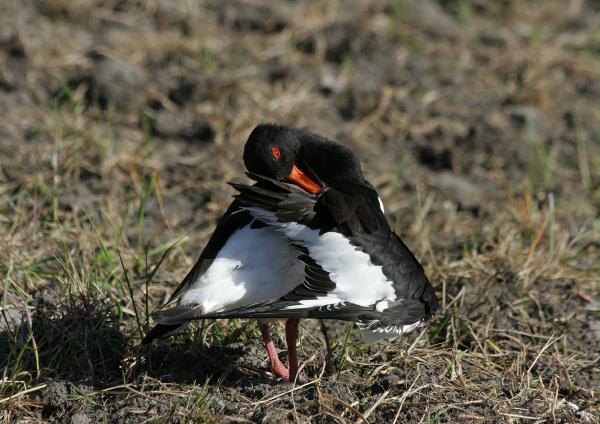 Oystercatcher <i>Haematopus ostralegus</i>