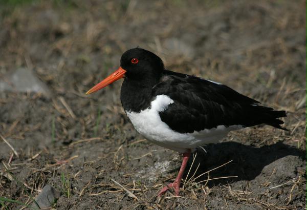 Oystercatcher <i>Haematopus ostralegus</i>