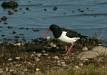 Oystercatcher