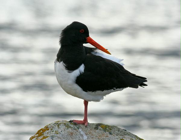 Oystercatcher <i>Haematopus ostralegus</i>