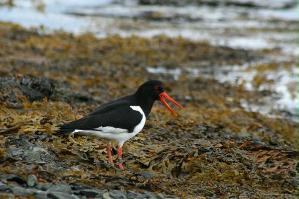 Oystercatcher <i>Haematopus ostralegus</i>