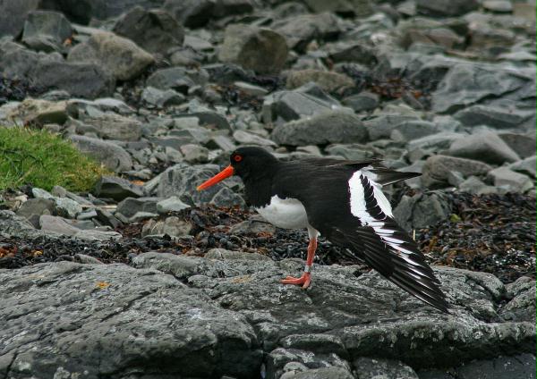 Oystercatcher <i>Haematopus ostralegus</i>