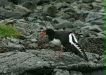 Oystercatcher