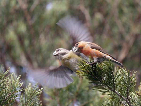 Parrot Crossbill<i>Loxia pytyopstittacus</i>