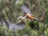 Parrot Crossbill