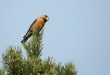 Parrot Crossbill