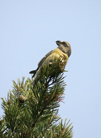 Parrot Crossbill<i>Loxia pytyopstittacus</i>