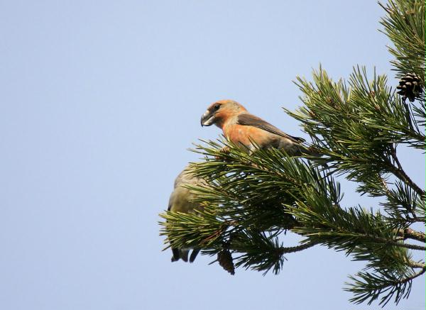 Parrot Crossbill<i>Loxia pytyopstittacus</i>