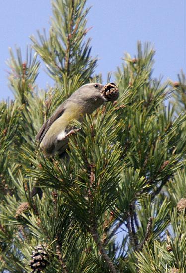 Parrot Crossbill<i>Loxia pytyopstittacus</i>