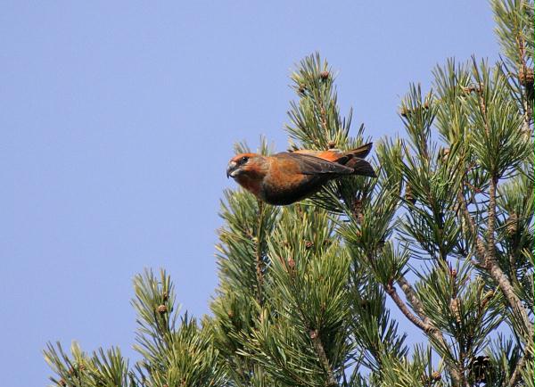 Parrot Crossbill<i>Loxia pytyopstittacus</i>