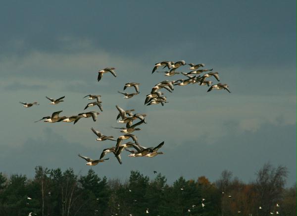 Pink-footed Goose <i>Anser brachyrhynchus</i>