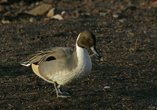 Pintail <i>Anas acuta</i>