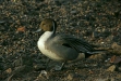 Pintail