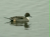 Pintail