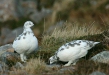 Ptarmigan <i>Lagopus mutus</i>