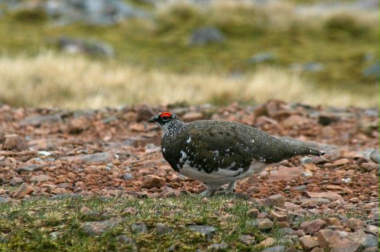 Ptarmigan <i>Lagopus mutus</i>