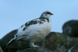 Ptarmigan <i>Lagopus mutus</i>