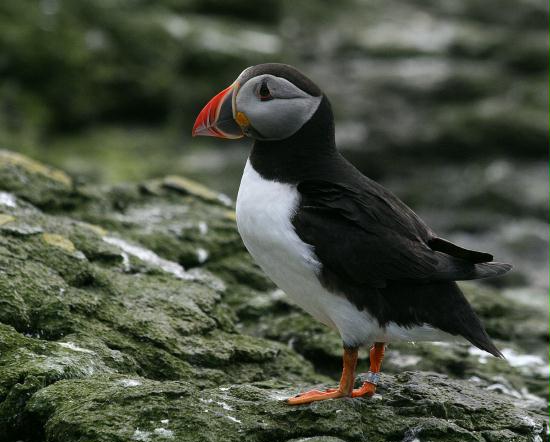 Puffin <i>Fractercula arctica</i>