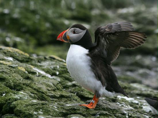 Puffin <i>Fractercula arctica</i>