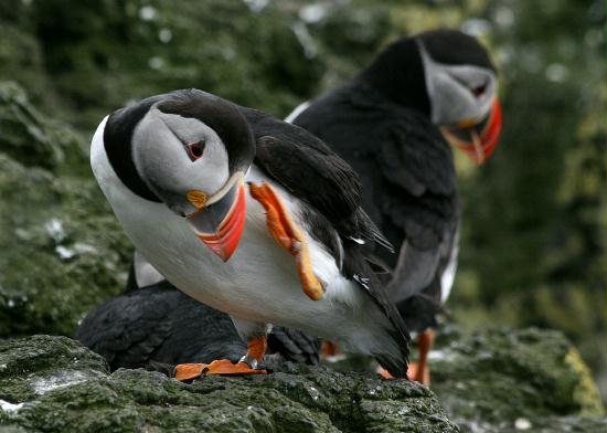 Puffin <i>Fractercula arctica</i>
