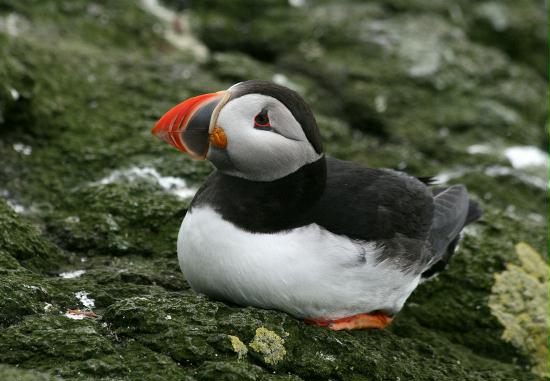 Puffin <i>Fractercula arctica</i>