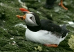 Puffin <i>Fractercula arctica</i>